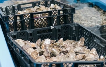 Les Viviers de Loguivy-de-la-Mer vous ouvrent leurs portes !