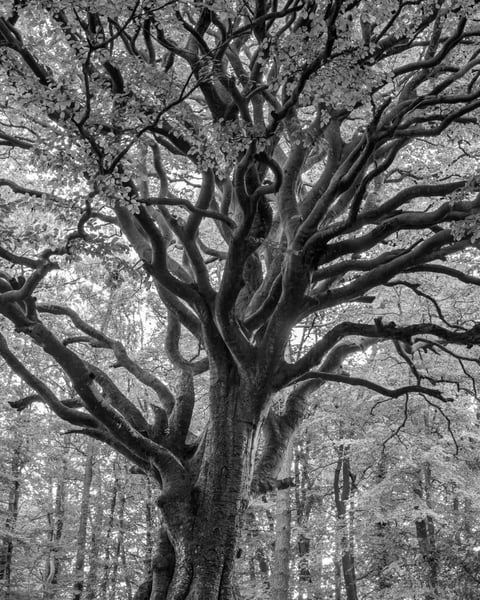 Exposition "Arbres en Gwenn ha du"