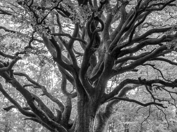Exposition "Arbres en Gwenn ha du"